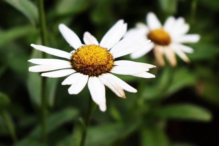 White Daisy
